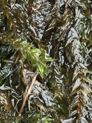 Drepanocladus