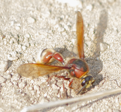 Delta unguiculatum