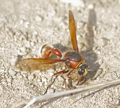 Delta unguiculatum