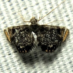 Chrysendeton nigrescens