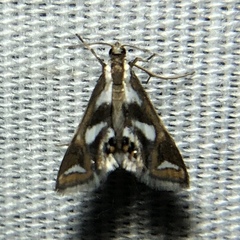 Chrysendeton imitabilis