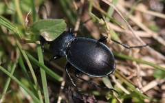 Carabus convexus