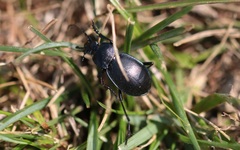 Carabus convexus