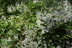 Fallopia baldschuanica