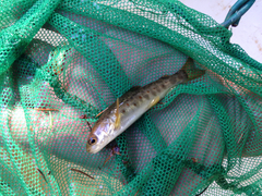 Salmo salar