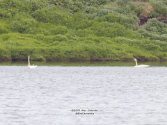 Cygnus columbianus columbianus