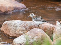 Rock Sandpiper photo 2