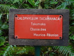 Calophyllum tacamahaca image