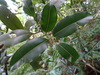 Calophyllum tacamahaca - Photo (c) Jean-Philippe BASUYAUX, some rights reserved (CC BY-NC), uploaded by Jean-Philippe BASUYAUX