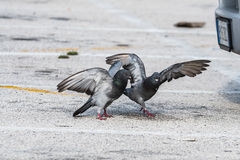 Columba livia domestica
