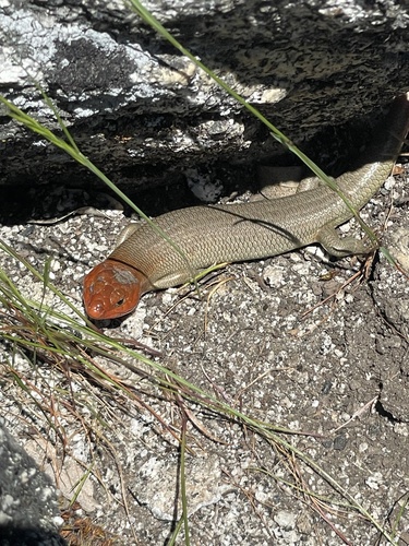 iNaturalist observation photo of Gilbert's Skink