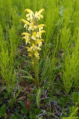 Pedicularis oederi