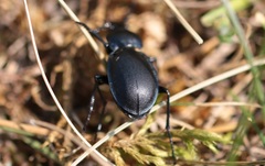 Carabus convexus