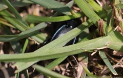 Carabus convexus