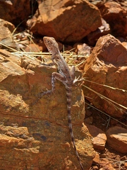 Ctenophorus caudicinctus