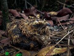 Antrostomus arizonae