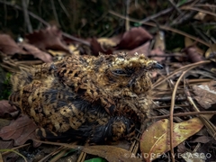 Antrostomus arizonae