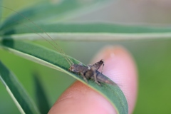 Arachnocephalus vestitus