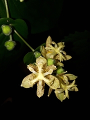Tricyrtis