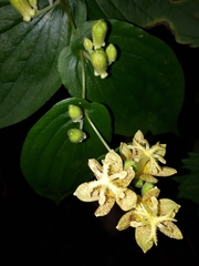Tricyrtis