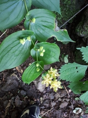 Tricyrtis