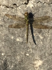 Aeshna umbrosa umbrosa