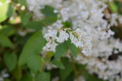 Fallopia baldschuanica