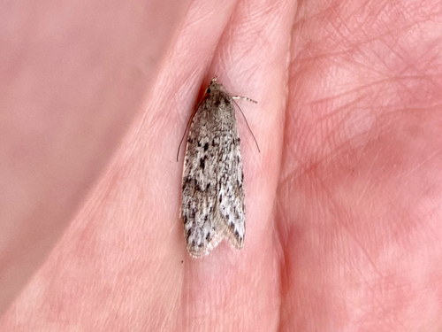 Pale Semioscopis photo 5