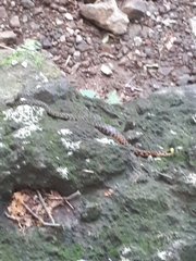 Rhabdophis tigrinus tigrinus