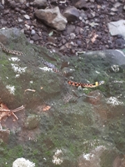 Rhabdophis tigrinus tigrinus
