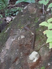 Rhabdophis tigrinus tigrinus