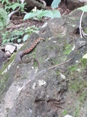 Rhabdophis tigrinus tigrinus