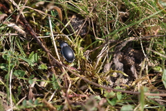 Carabus convexus