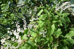 Fallopia baldschuanica