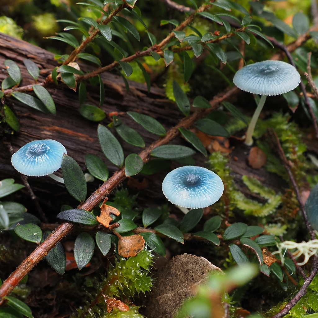 Mycena interrupta · April 2025 · photo: © cowirrie (iNaturalist, cc0)