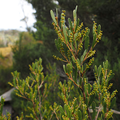 Wiry Wattle (Acacia mucronata)