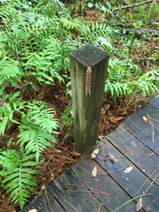 Citheronia sepulcralis