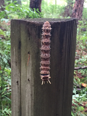 Citheronia sepulcralis