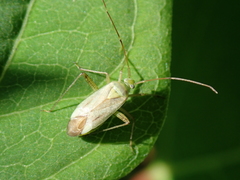 Adelphocoris