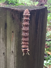 Citheronia sepulcralis