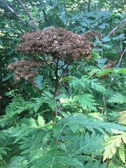 Tanacetum macrophyllum