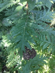 Tanacetum macrophyllum