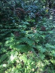 Tanacetum macrophyllum