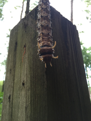 Citheronia sepulcralis