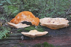 Aurantiporus croceus
