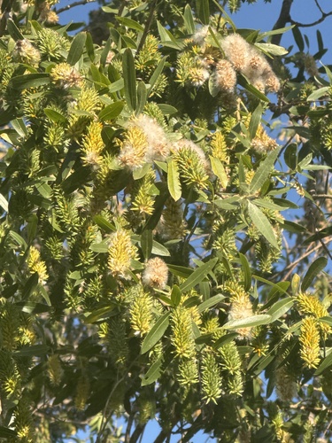iNaturalist observation photo of Willows