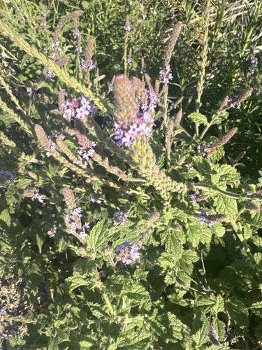 iNaturalist observation photo of western vervain