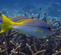 Lutjanus vitta