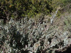 Atriplex vestita