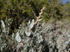 Atriplex vestita